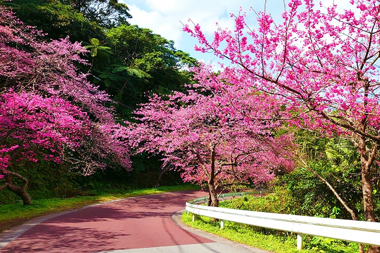 八重岳の日本一早い桜