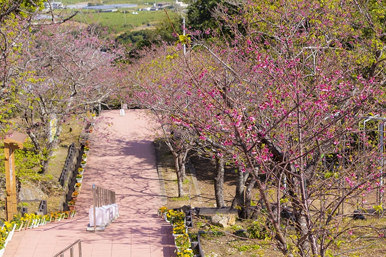 八重瀬公園の桜