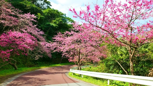 2月のイベント-桜まつり