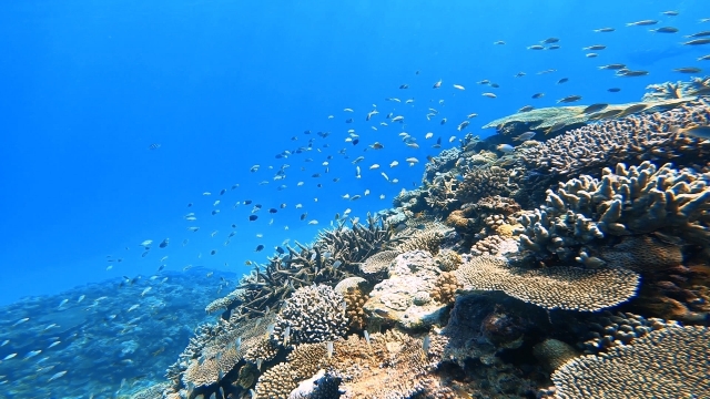 慶良間諸島のサンゴ礁