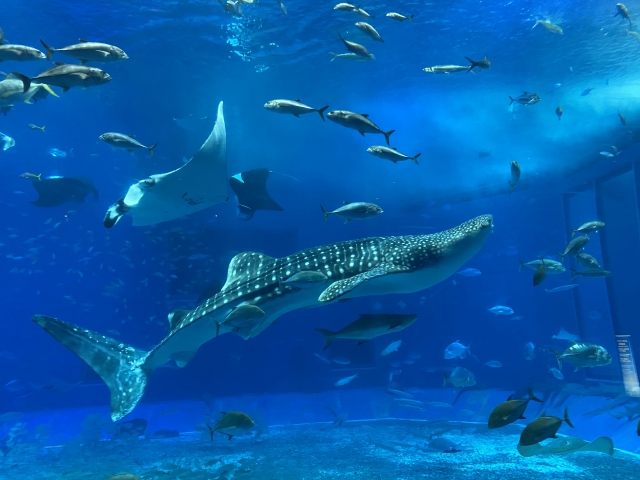 美ら海水族館