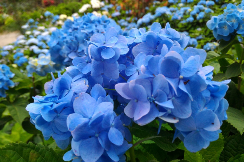 紫陽花