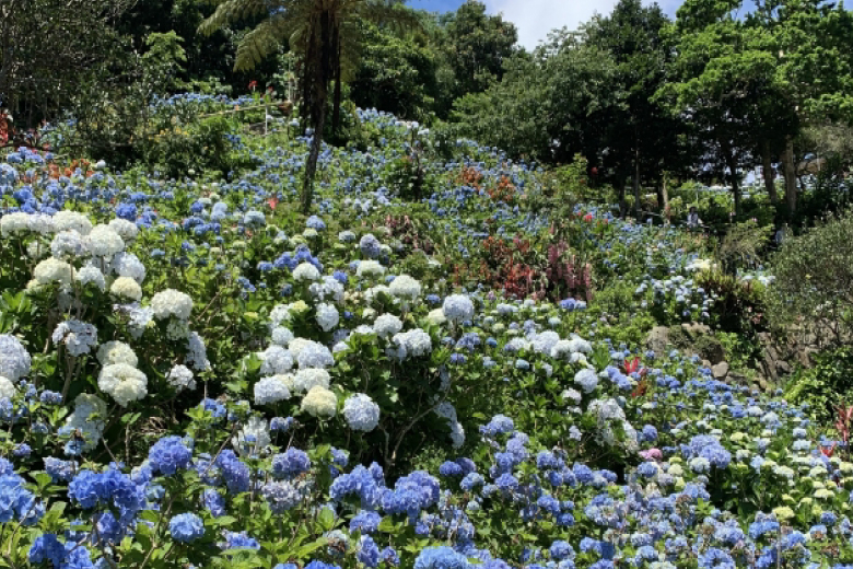 よへなあじさい園