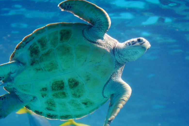 美ら海水族館