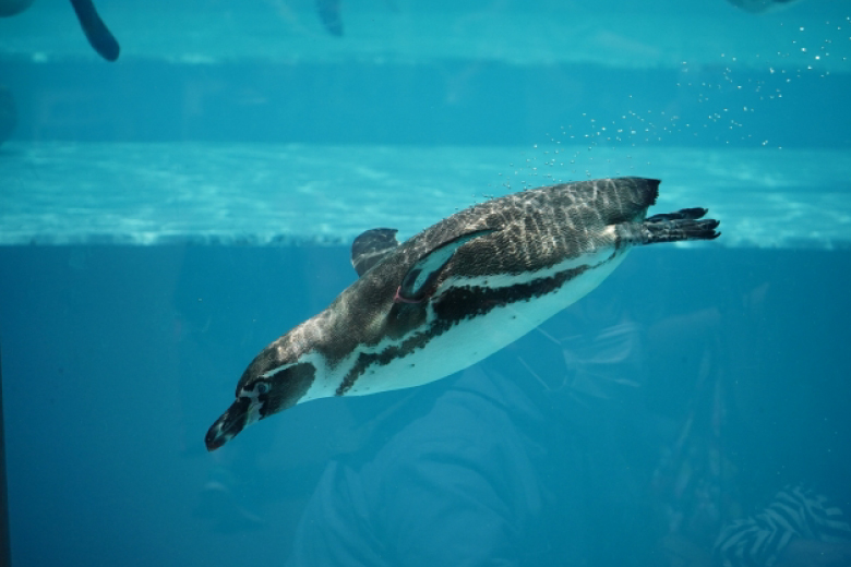 DMMかりゆし水族館