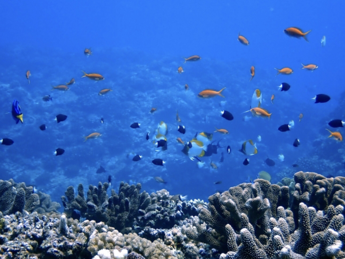 熱帯魚