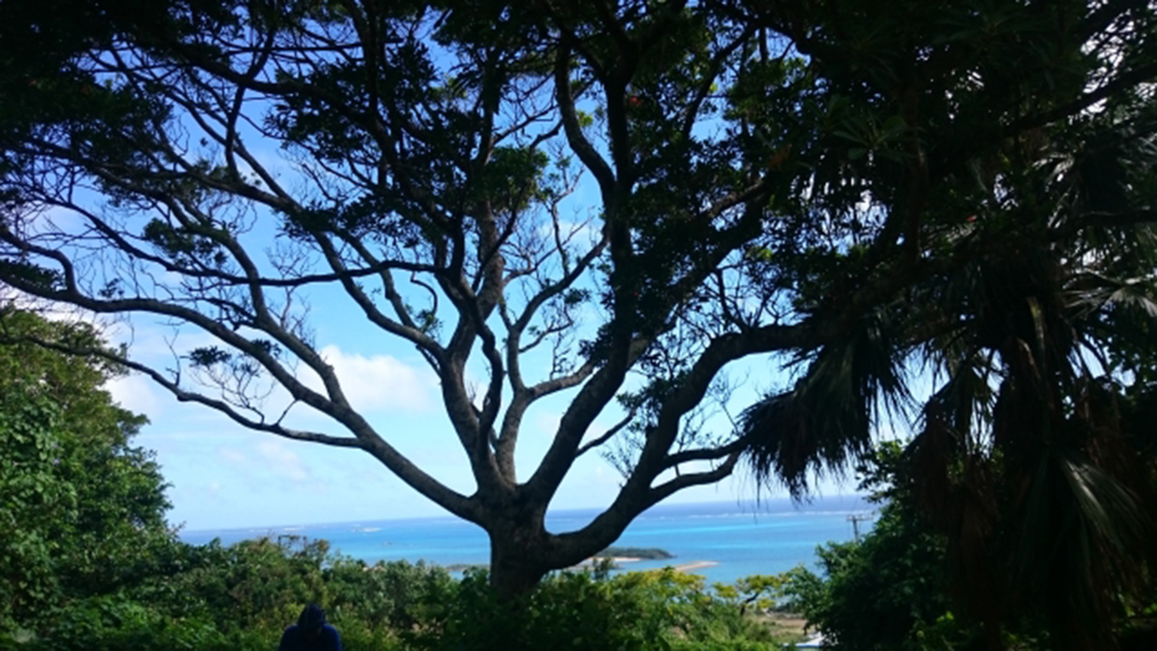 かきのはなひーじゃー