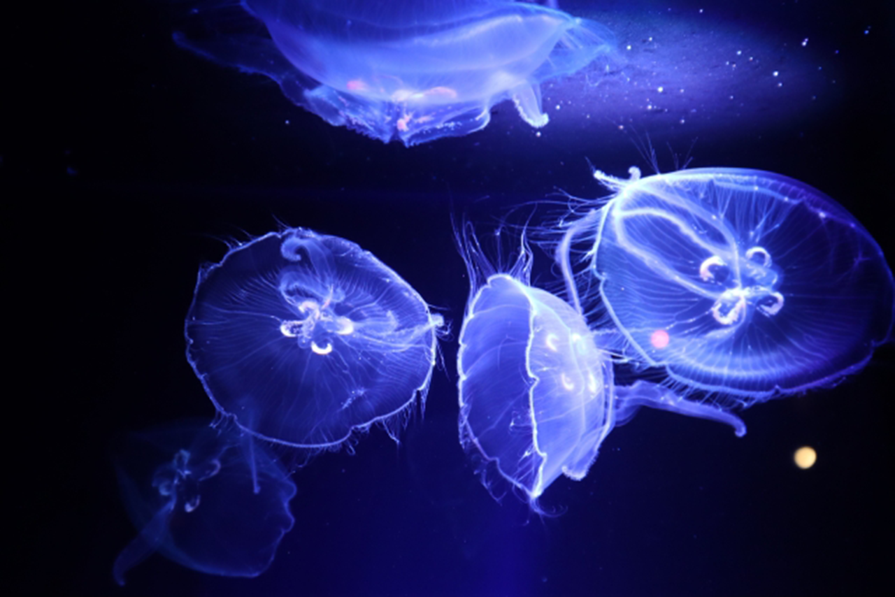 水族館のクラゲ