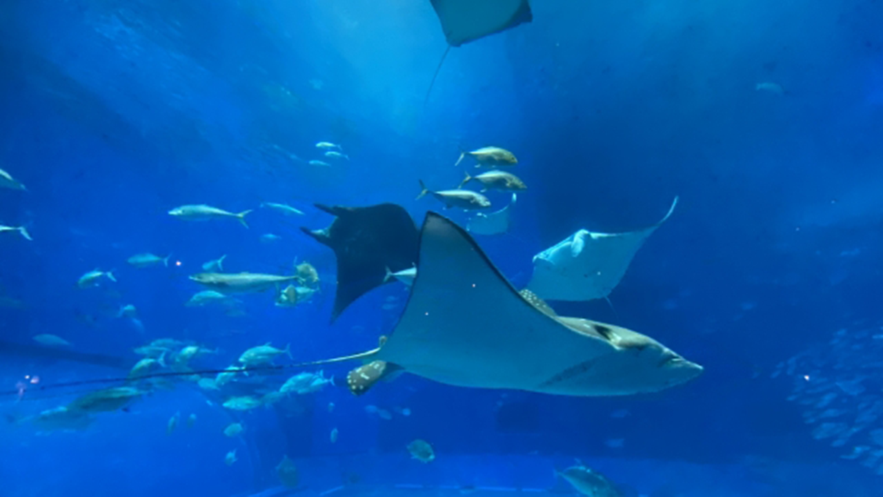 水族館のエイ