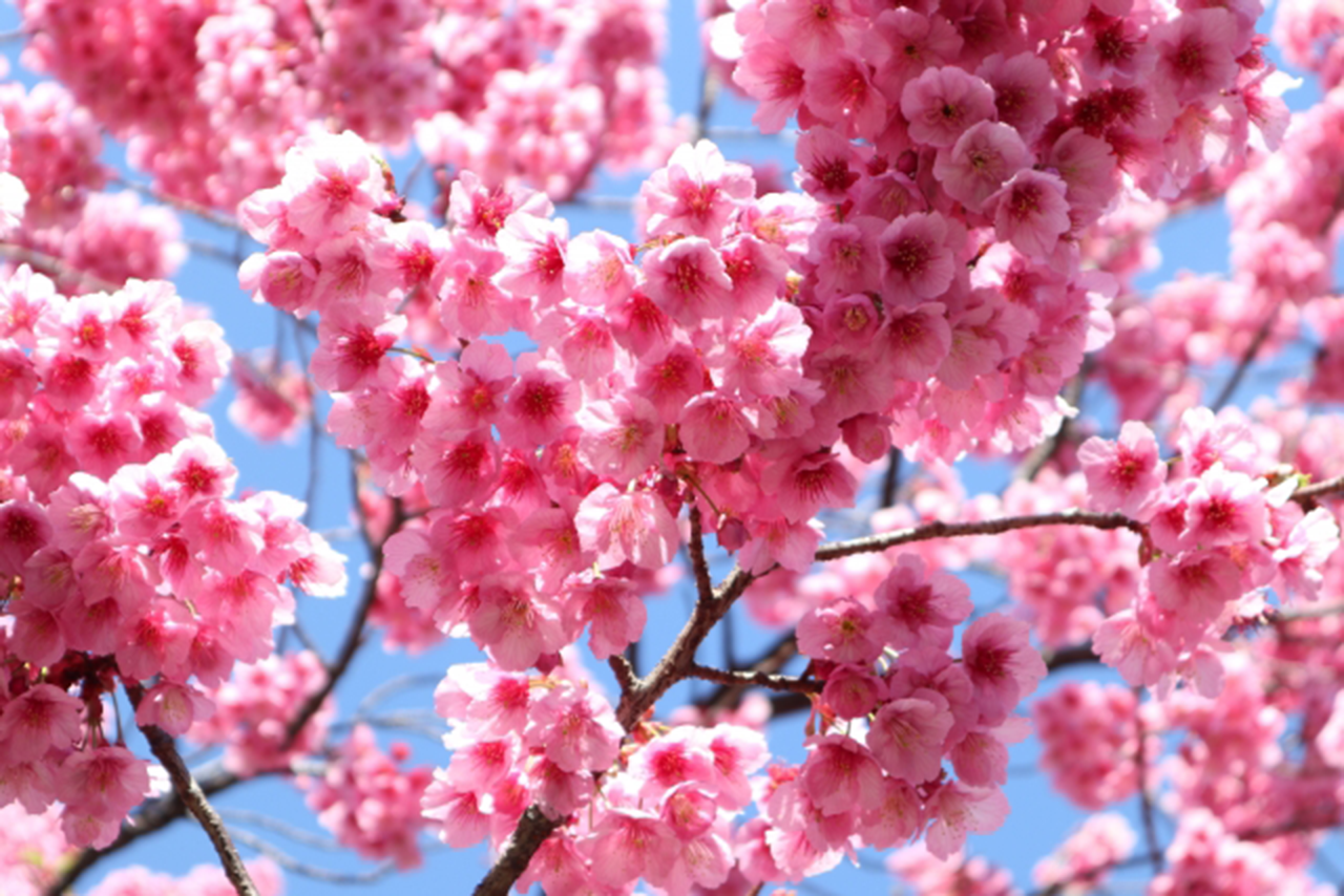 沖縄の桜