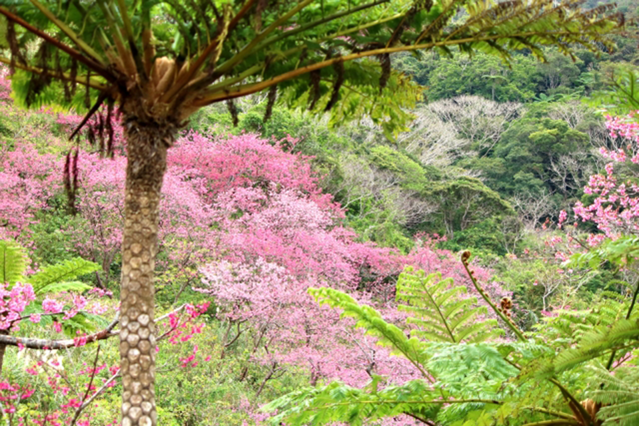 やんばるの桜