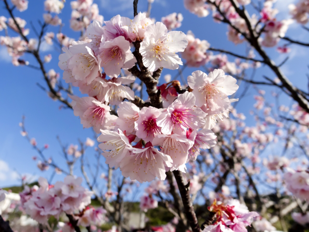 桜