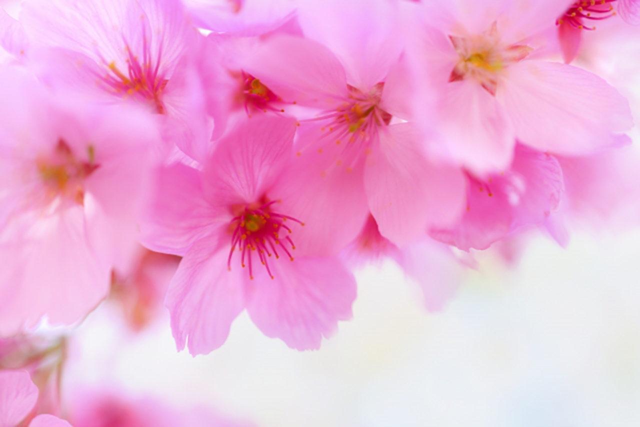 寒緋桜