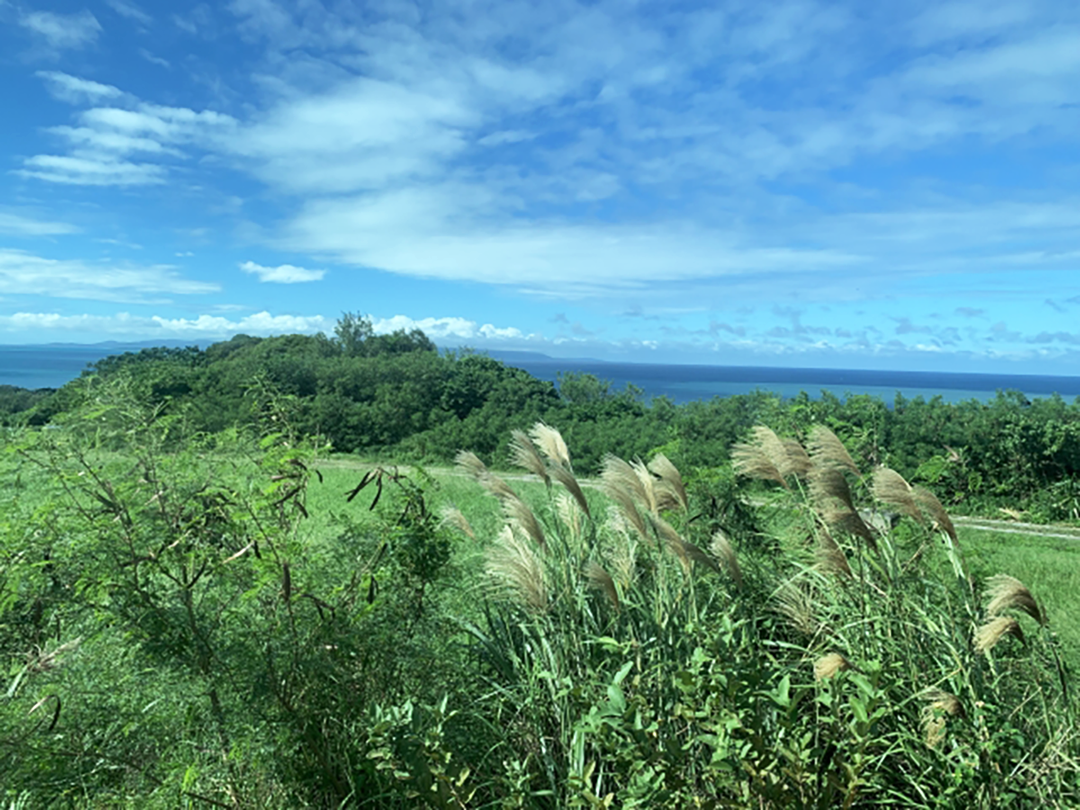 沖縄の草原
