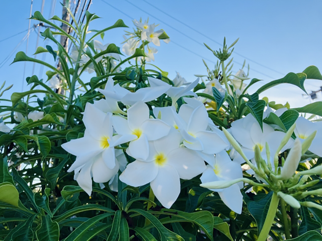 花