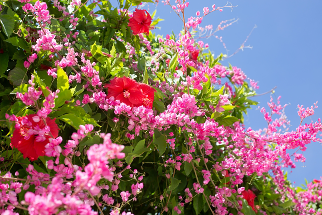 花