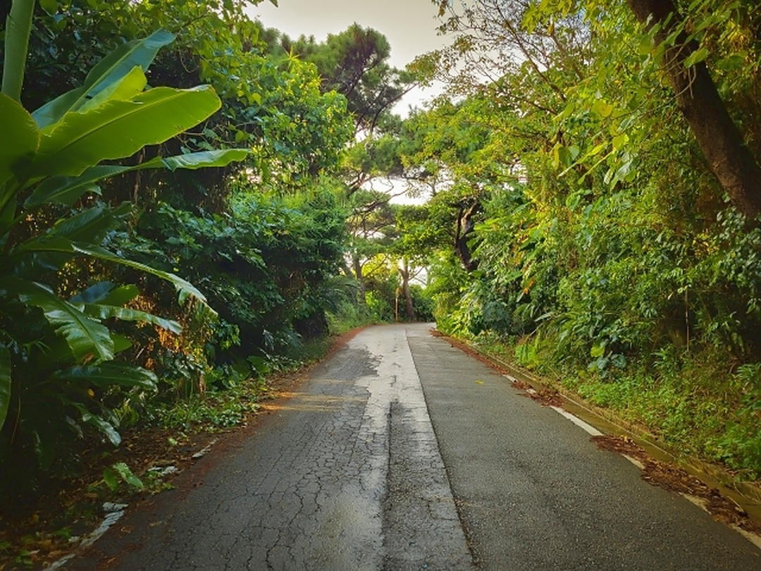 沖縄の道