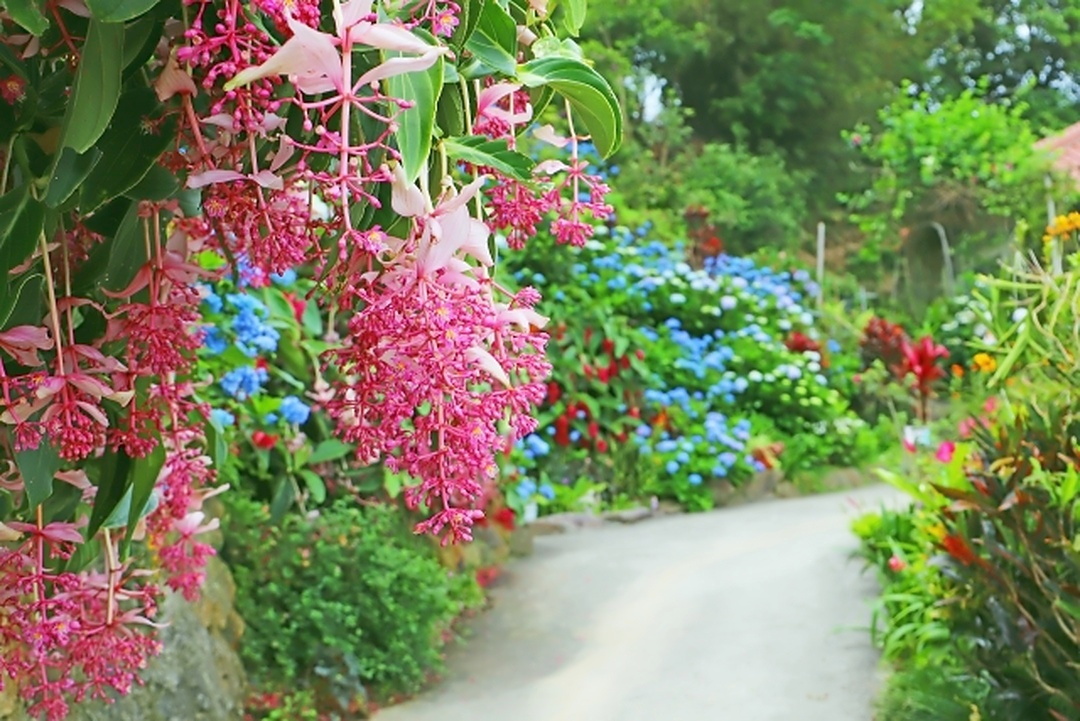 沖縄の花