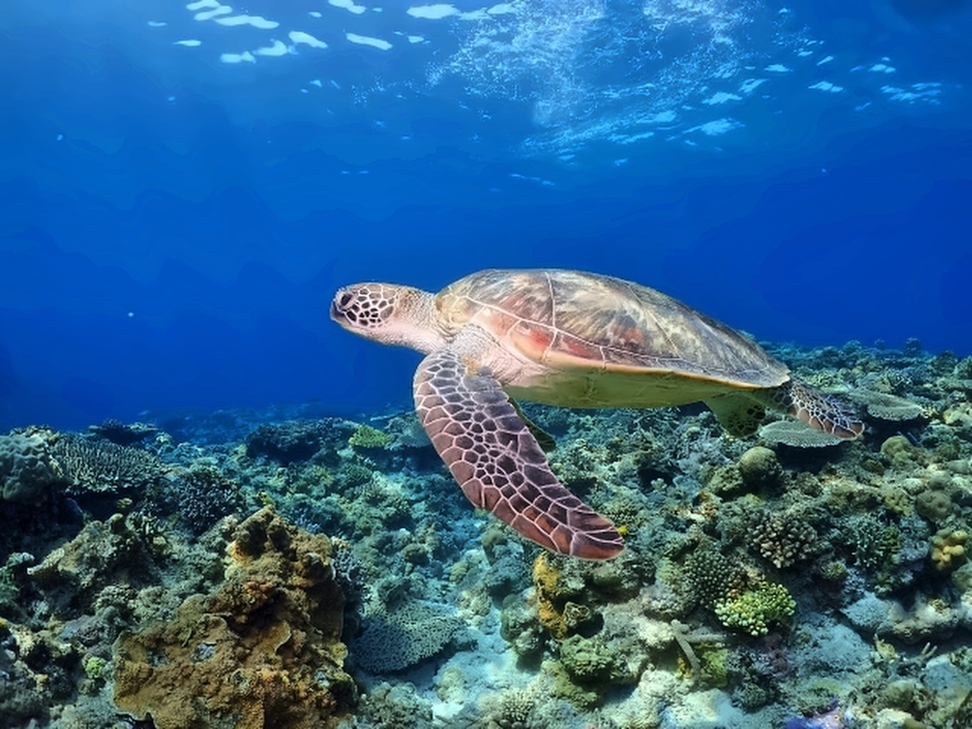 海を泳ぐウミガメ