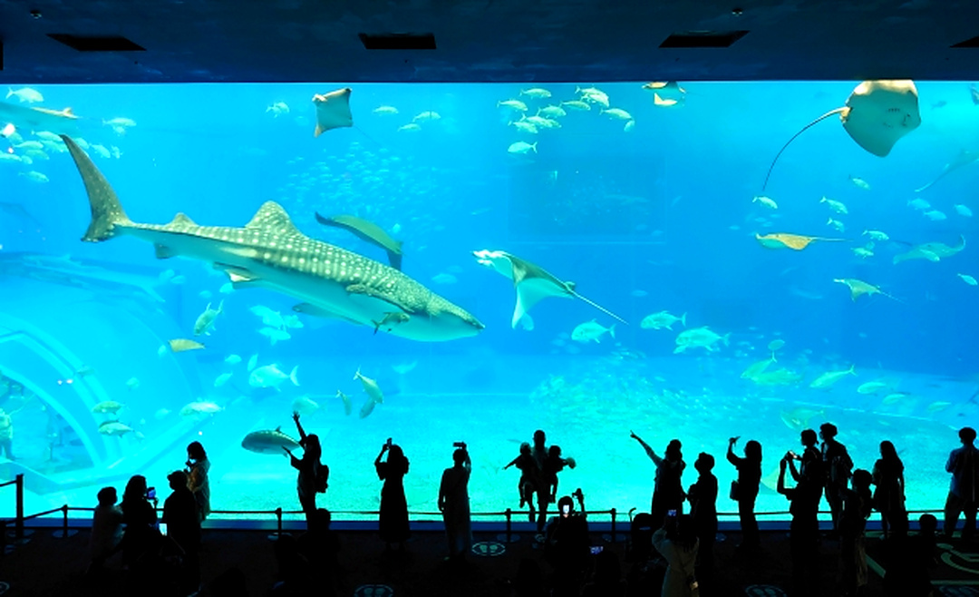 沖縄美ら海水族館の大水槽とジンベエザメ